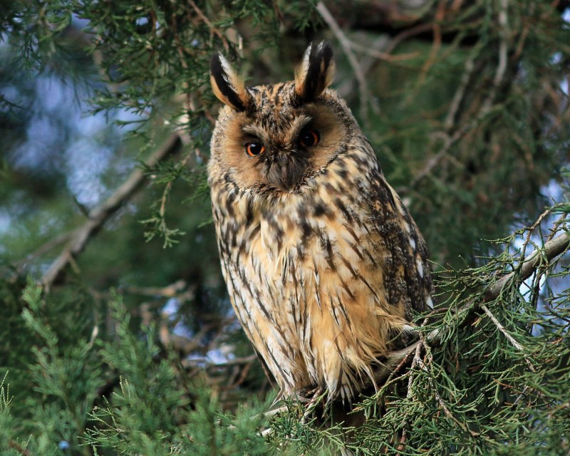 Филин Bubo Bubo гнезда