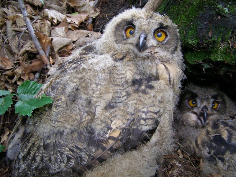 Сова ушастая – ASIO Otus (l., 1758)
