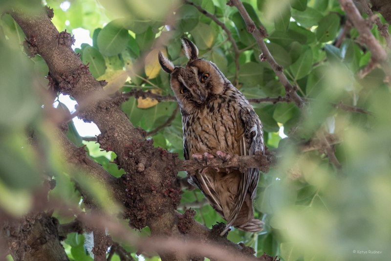 Ушастая Сова ASIO Otus