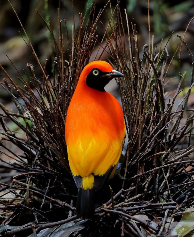 Great Bowerbird