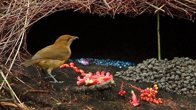 Tooth-billed Bowerbird