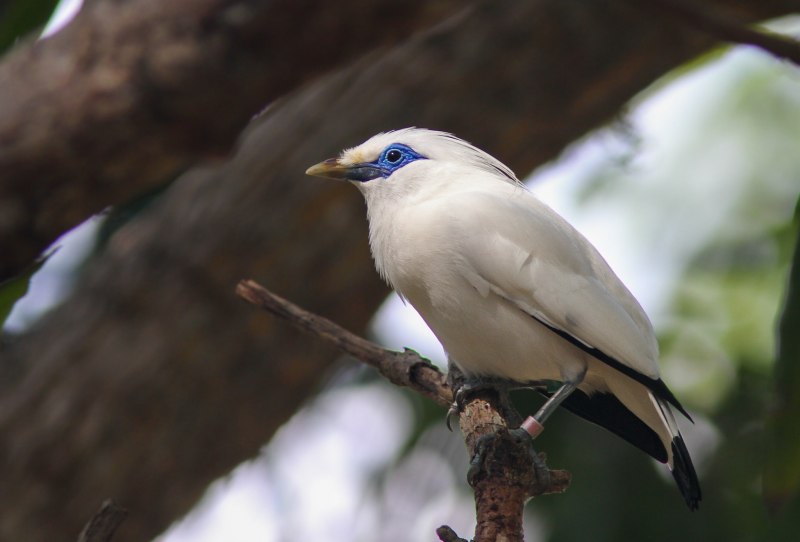 Балийский скворец (Leucopsar rothschildi)