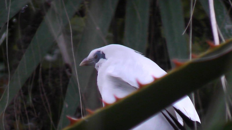 Jalak Bali