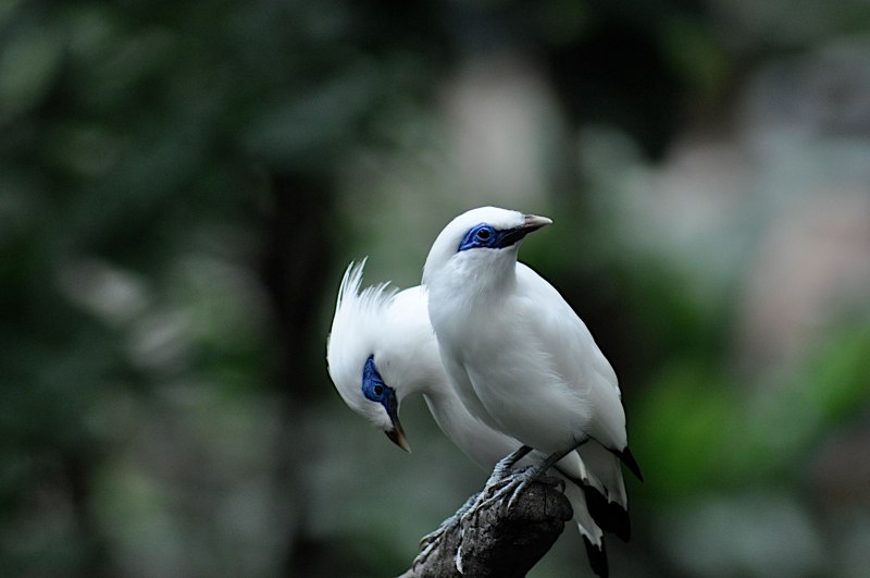 Leucopsar rothschildi