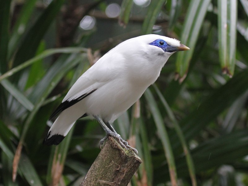 Leucopsar rothschildi