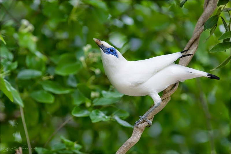 Leucopsar rothschildi