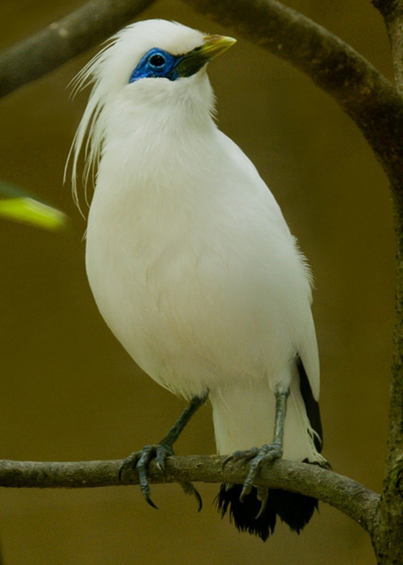 Jalak Bali