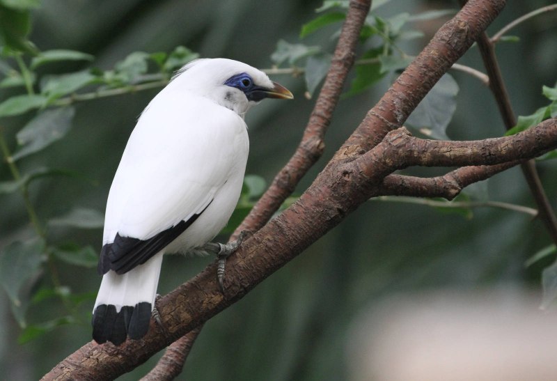 Leucopsar rothschildi