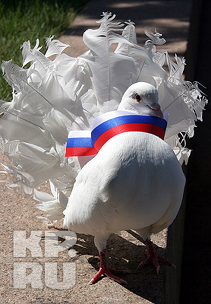 Тупой голубь