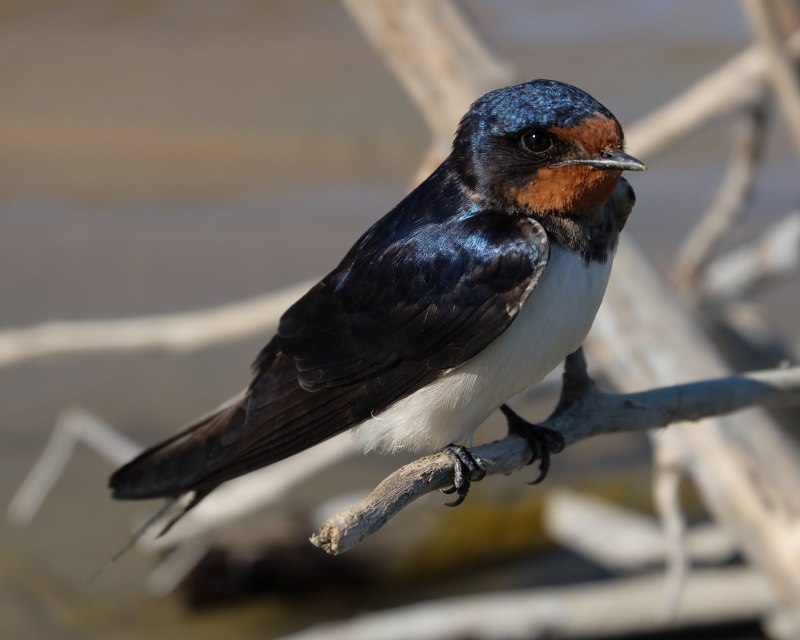 Деревенская Ласточка – Hirundo Rustica