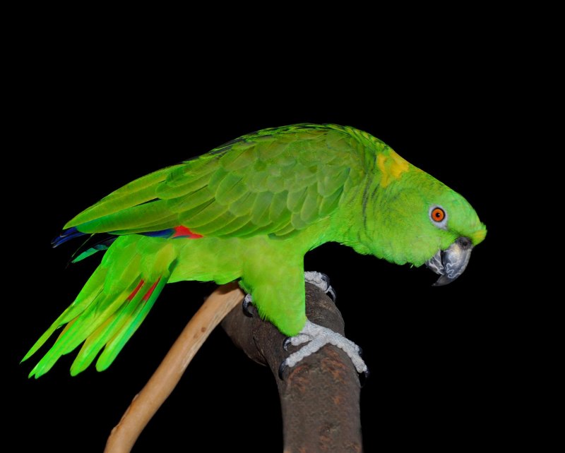 Yellow naped Amazon