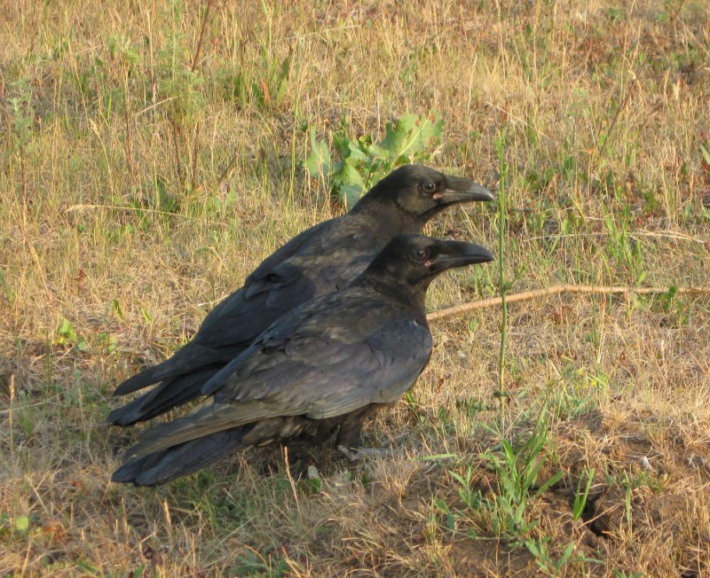 Семейство врановые - Corvidae