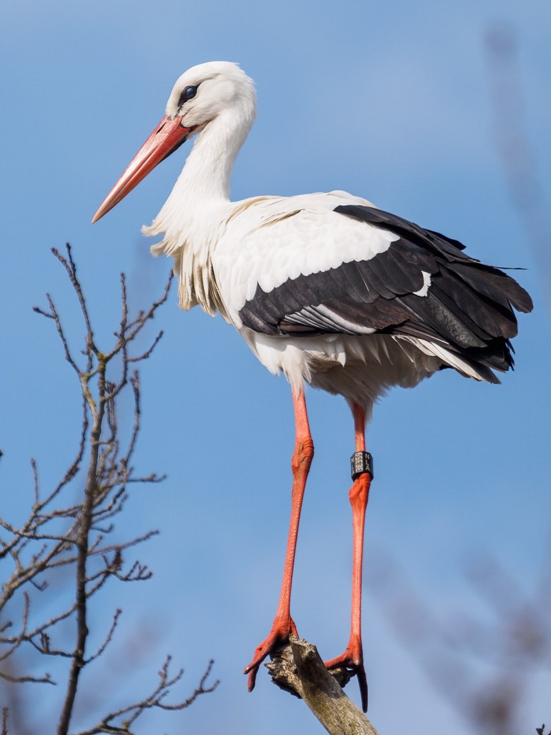 Ciconia Ciconia