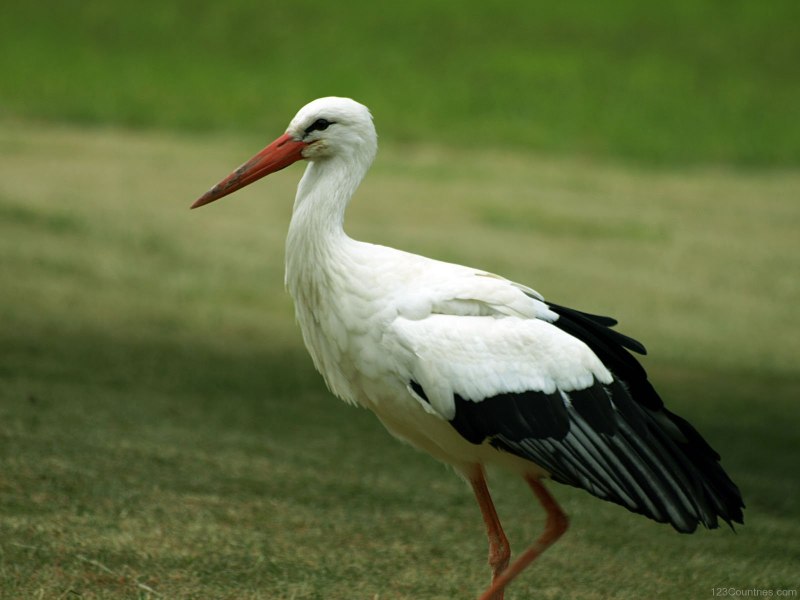 White Stork