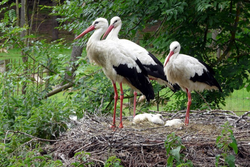 Трофический ареал белого аиста (Ciconia Ciconia)