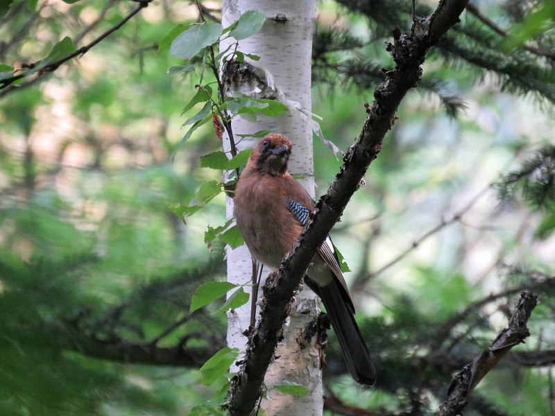 Сойка garrulus glandarius