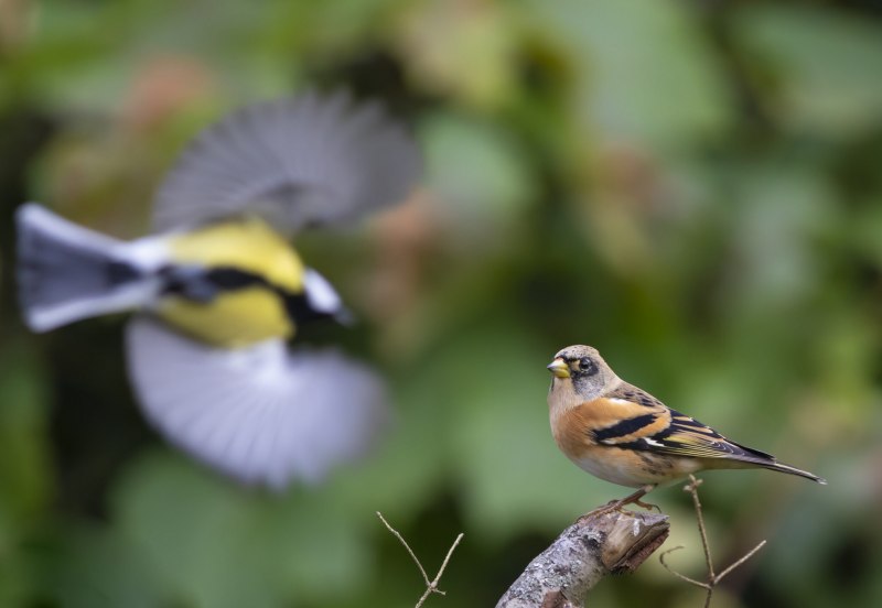 Зеленушка (обыкновенная зеленушка) (Chloris Chloris (Carduelis Chloris))
