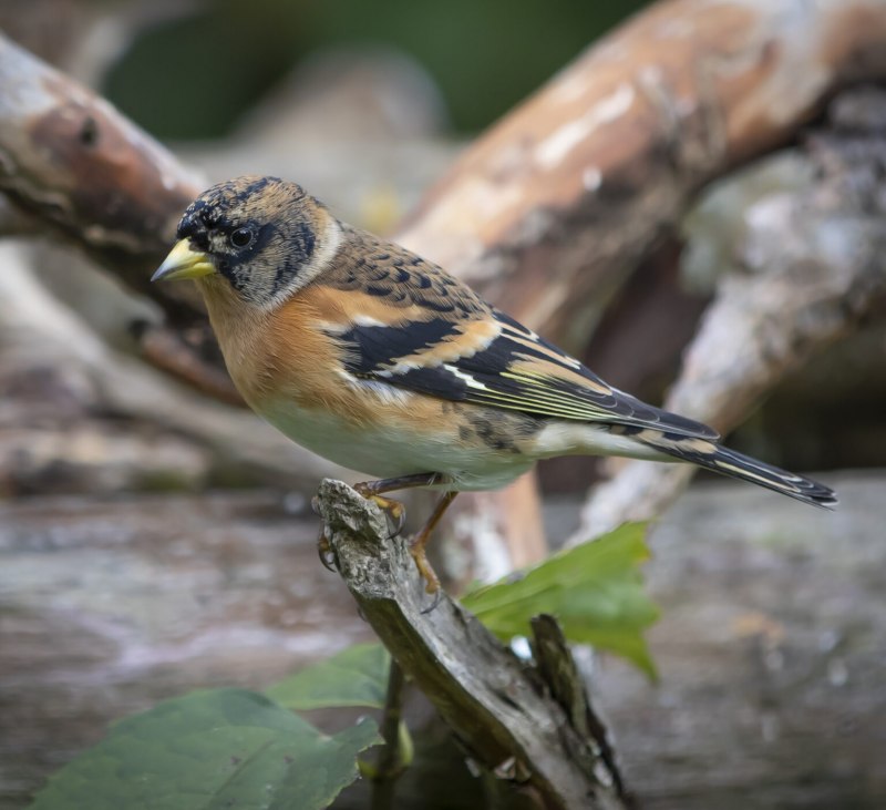 Семейство: Вьюрковые (Fringillidae)