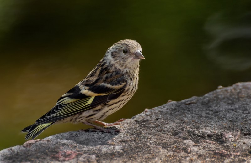 American Goldfinch птица