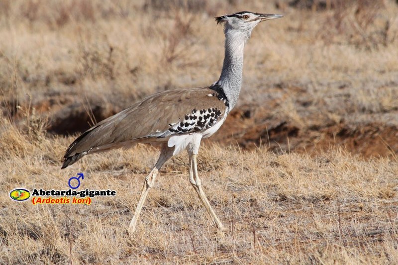 Chlamydotis macqueenii