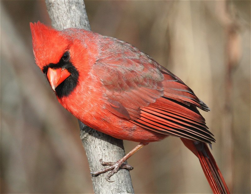 Red-throated Ant Tanager