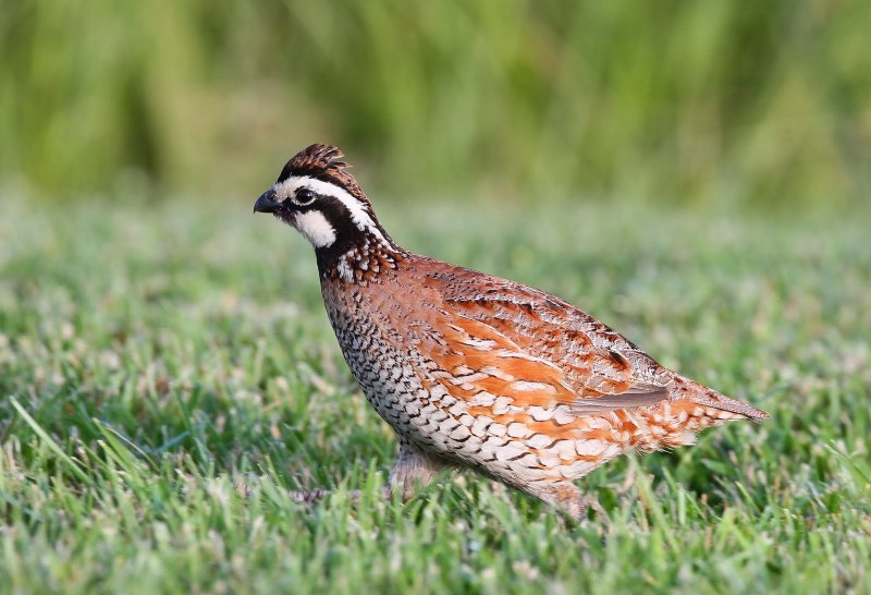 Перепел обыкновенный Coturnix Coturnix