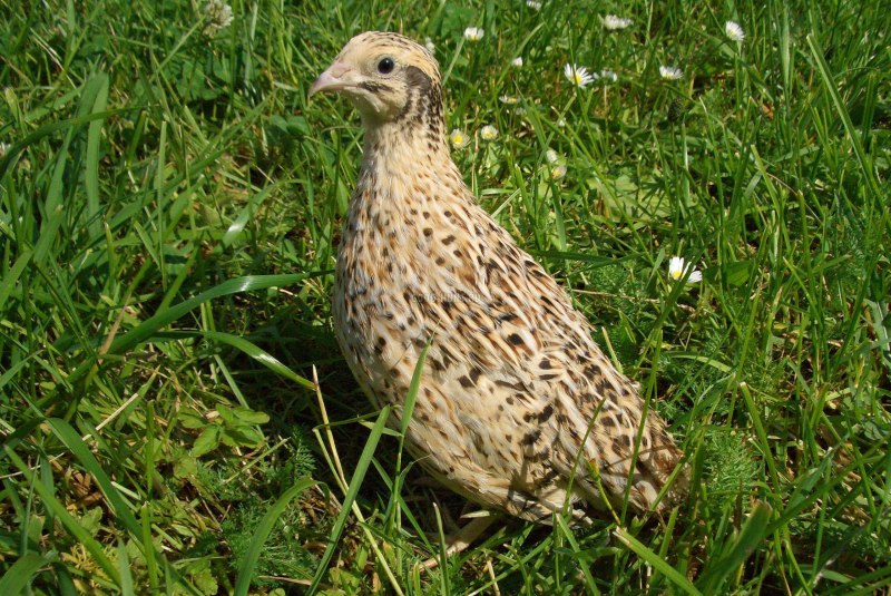 Перепел Coturnix Coturnix