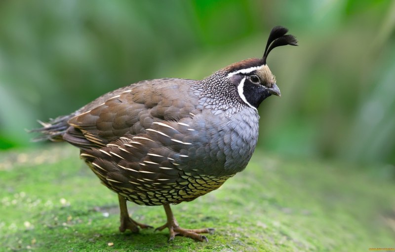 Перепел обыкновенный Coturnix Coturnix
