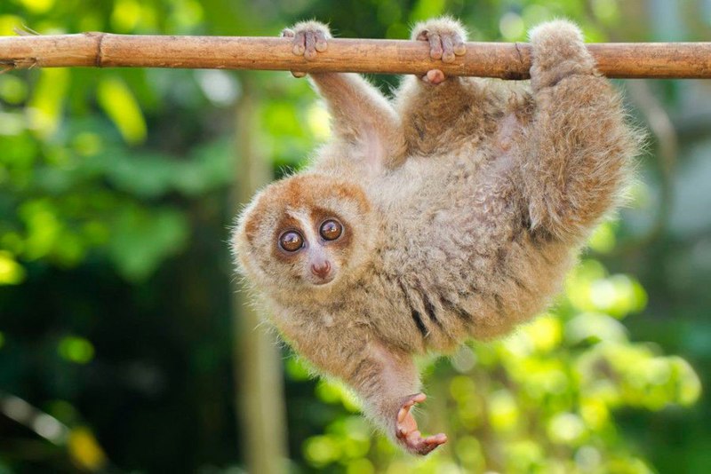 Eating Loris