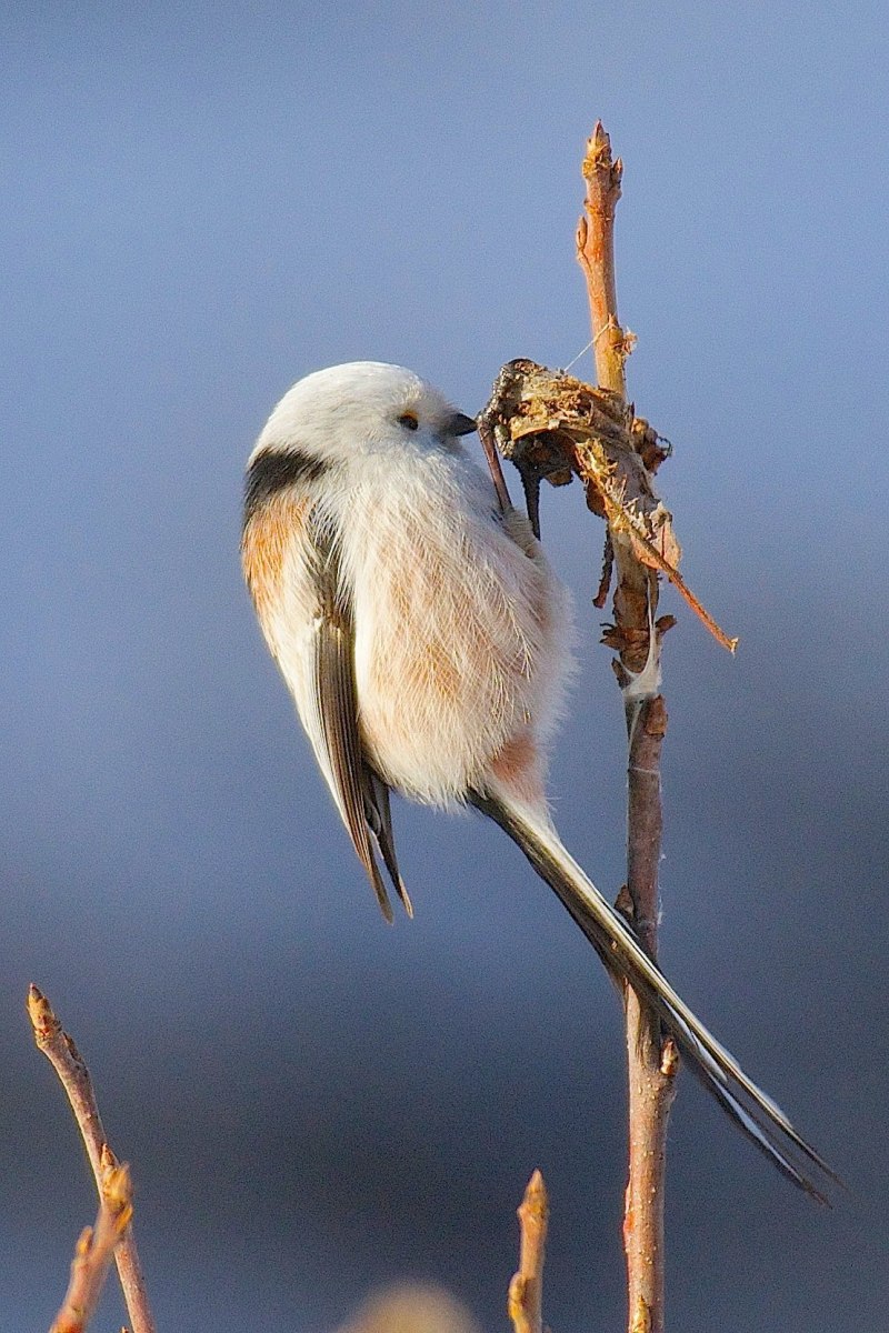 Ополовник Aegithalos caudatus
