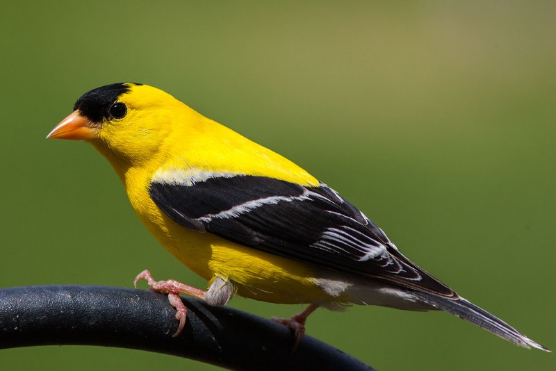 Eastern Goldfinch
