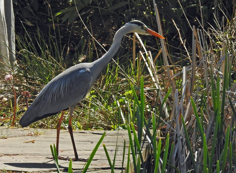 Great Blue Heron птица