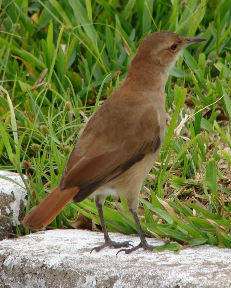 Turdus Merula самка