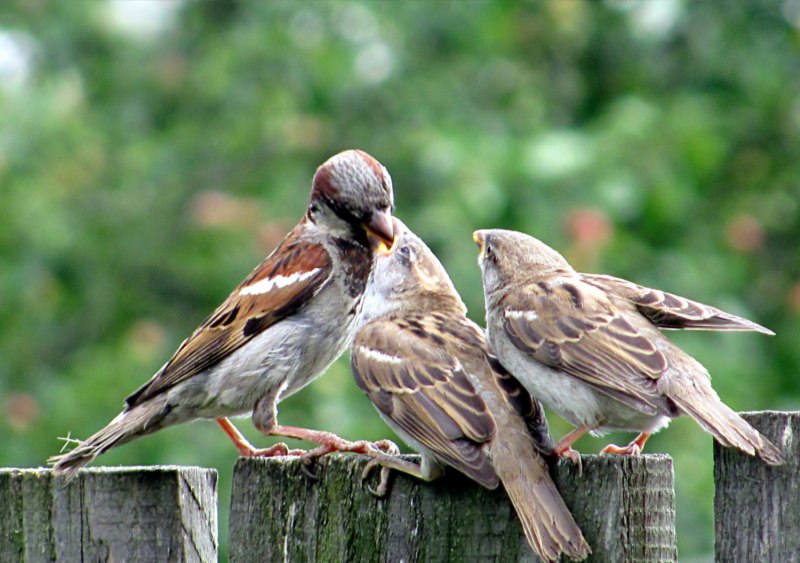 Домовый Воробей (passer domesticus)