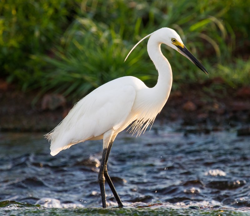 Большая белая цапля Egretta Alba