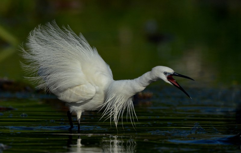 Малая белая цапля Egretta garzetta