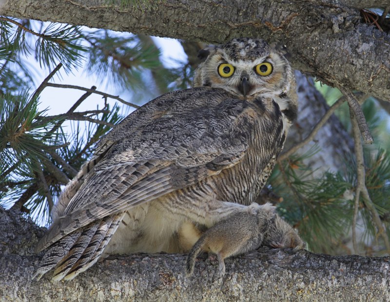 Great Horned Owl (Сыч)