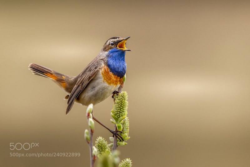 Сойка garrulus glandarius