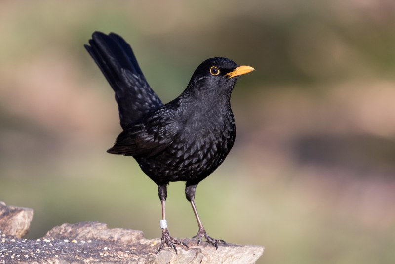 Певчий Дрозд (turdus philomelos)