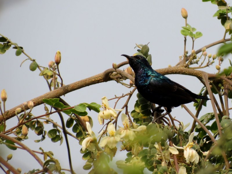 Free picture Canon Bird