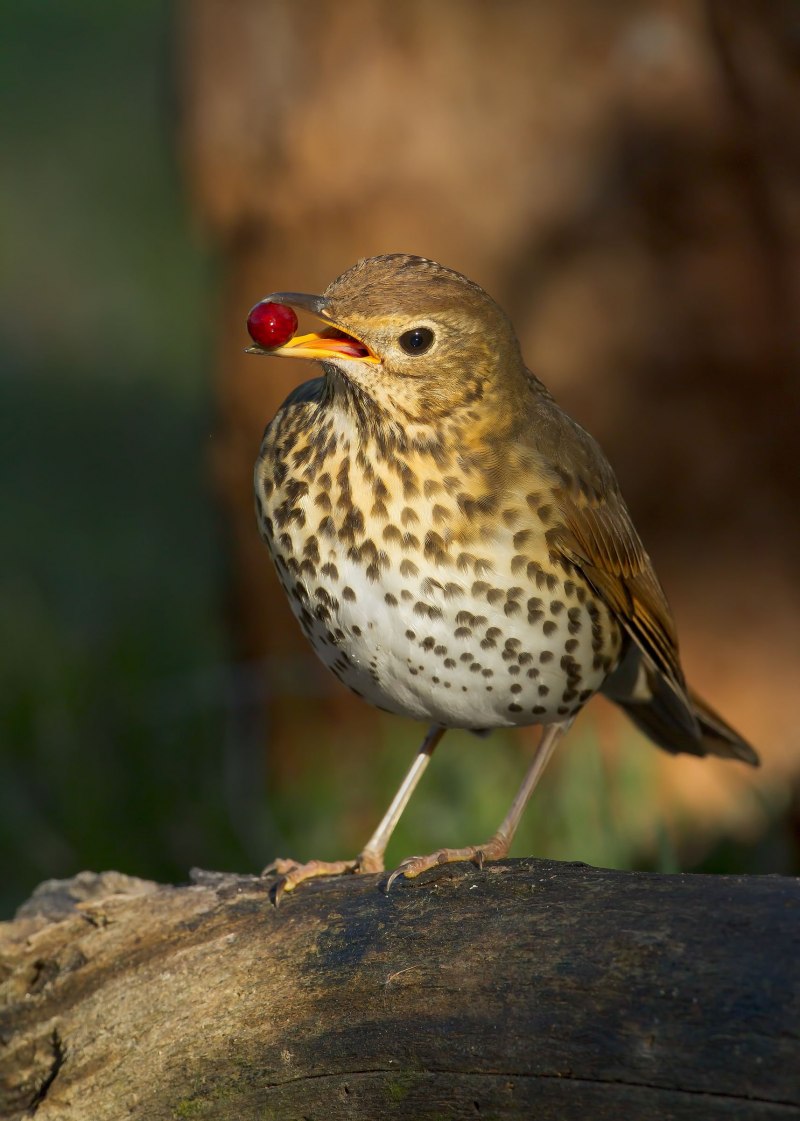 Robin Bird вид сзади