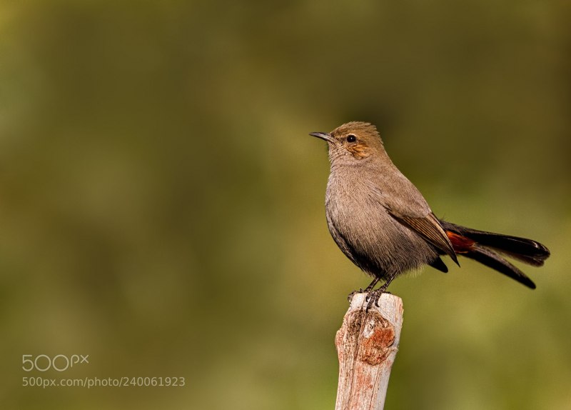 Canon 70d Canon 70-300