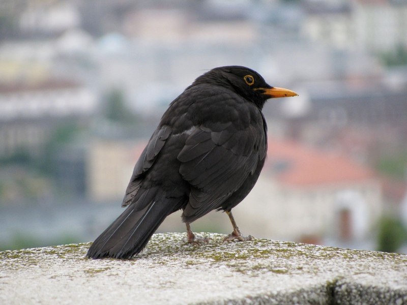Галка (Corvus monedula)