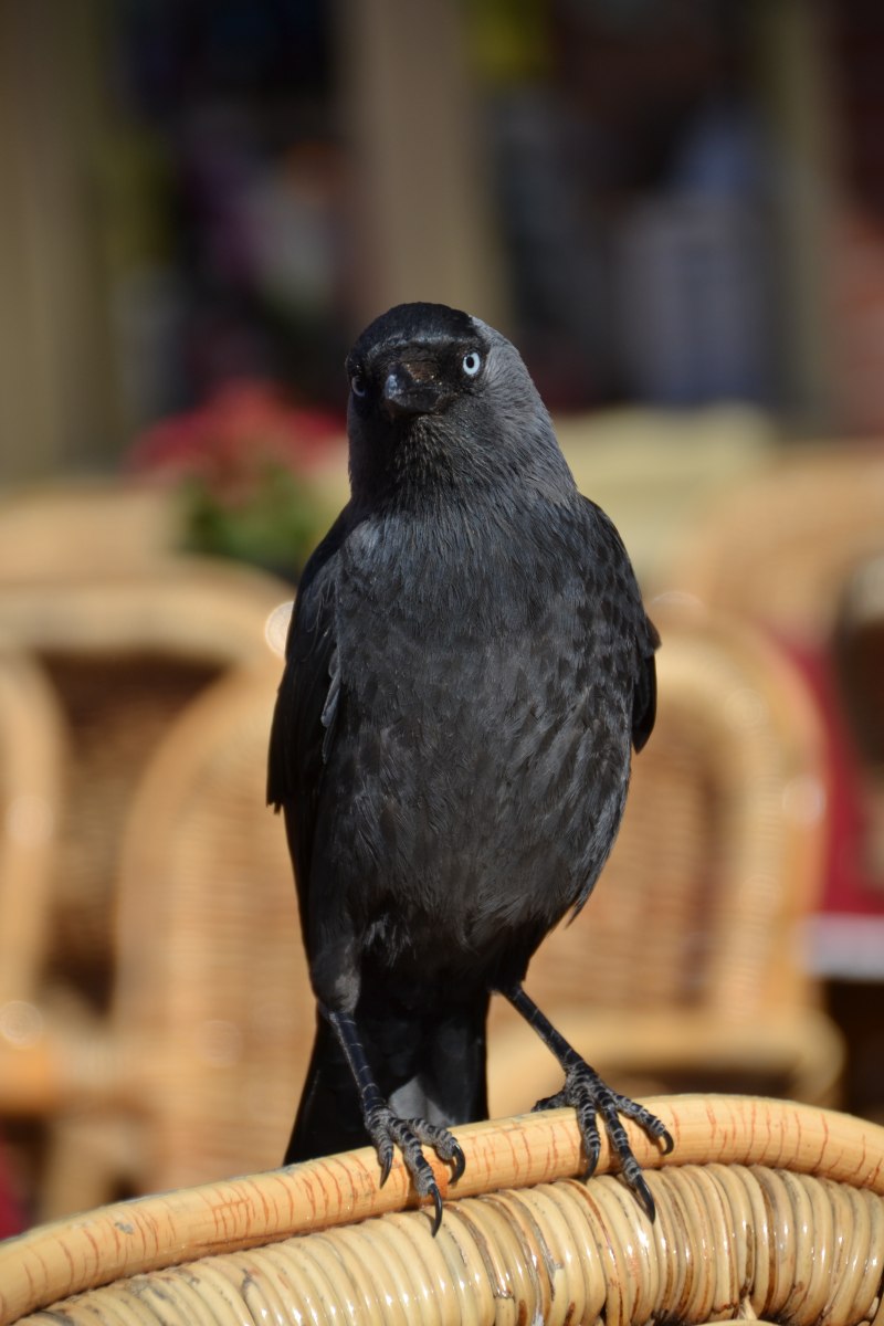 Blackbird черный Дрозд