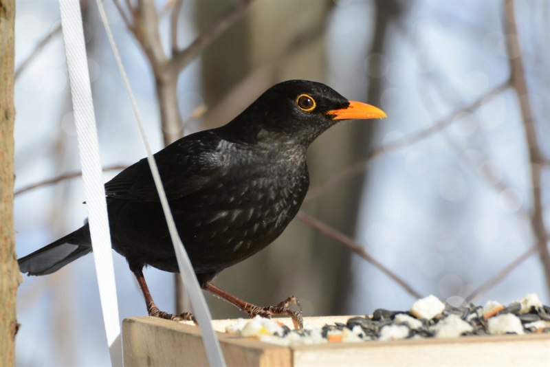 Blackbird черный Дрозд