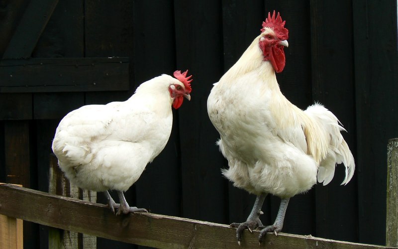 Spring Chickens 17