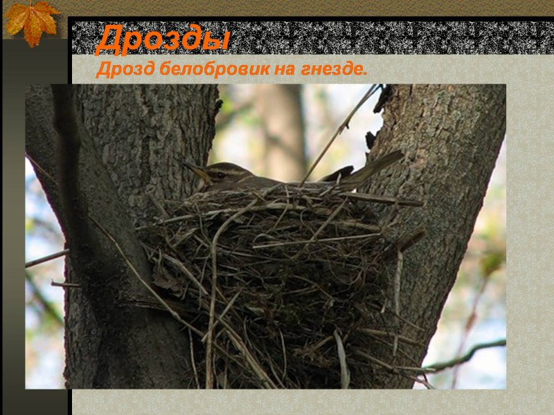 Гнездо белобровика