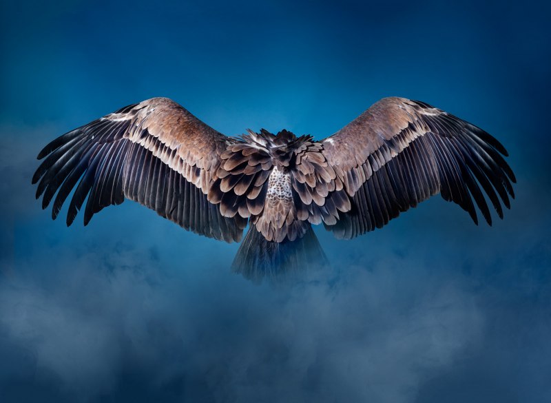 Vulture волк