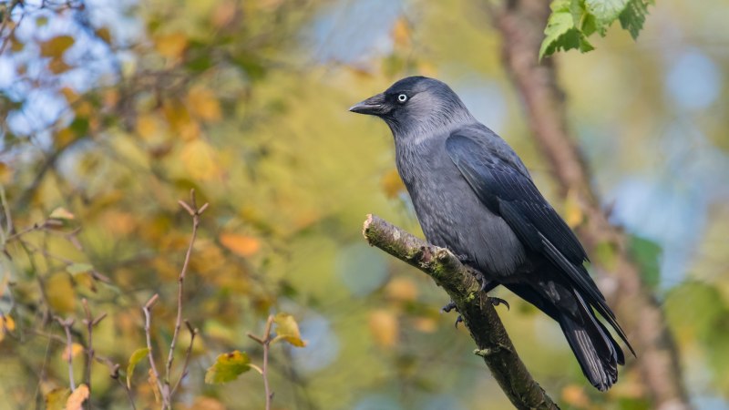 Серая ворона – Corvus cornix