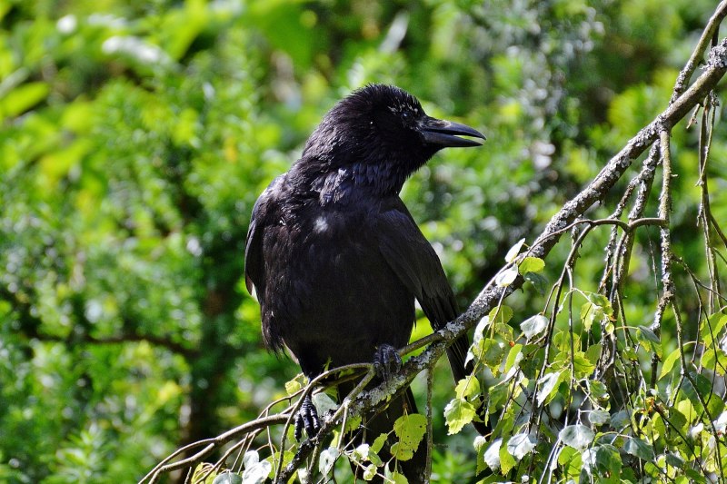 Серая ворона – Corvus cornix